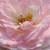 Fehér - Nosztalgia rózsa - Eliane Gillet